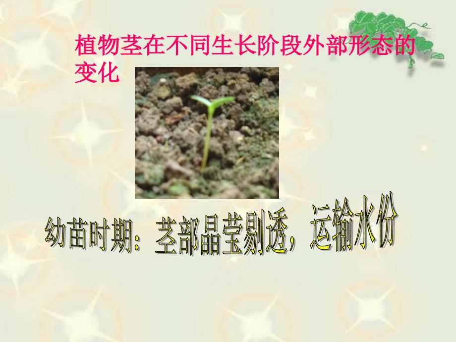 茎叶的生长课件.ppt_第3页
