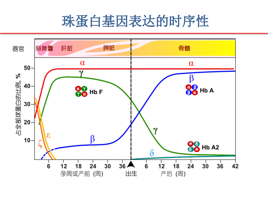 血红蛋白变异体与糖化血红蛋白课件.pptx_第3页