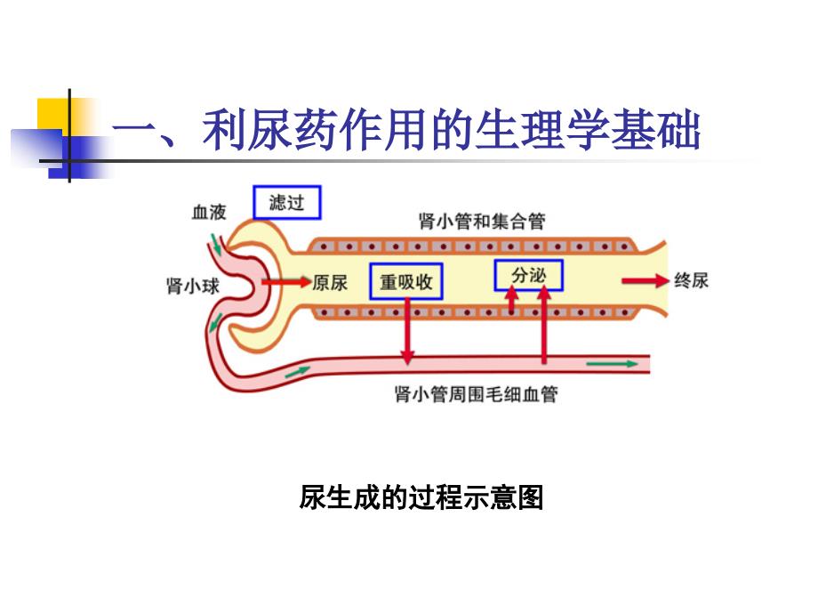 药理学利尿药PPT课件.ppt_第3页