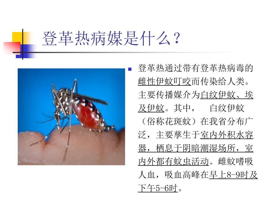 预防登革热PPT课件.ppt_第3页
