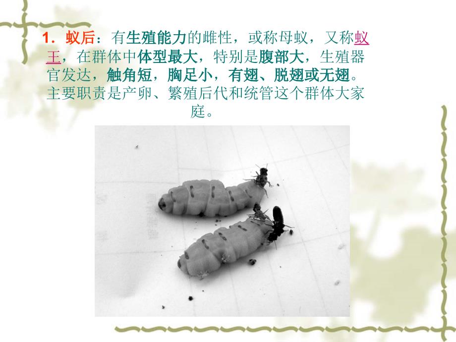 蚂蚁搬家.ppt_第3页