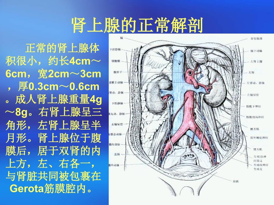肾上腺肿瘤PPT课件.ppt_第2页