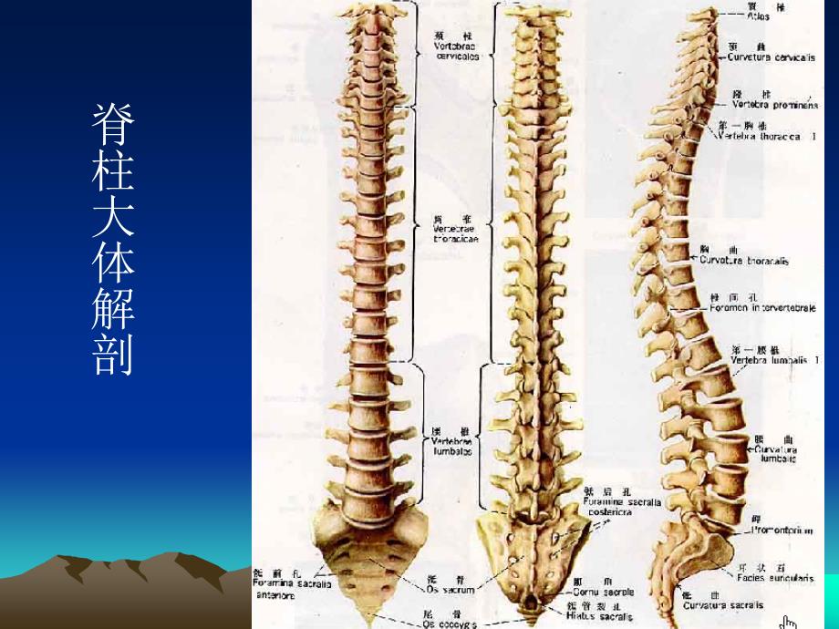 脊柱外伤影像学表现课件.ppt_第2页