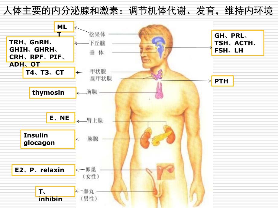 重症病人的内分泌功能紊乱.ppt_第3页