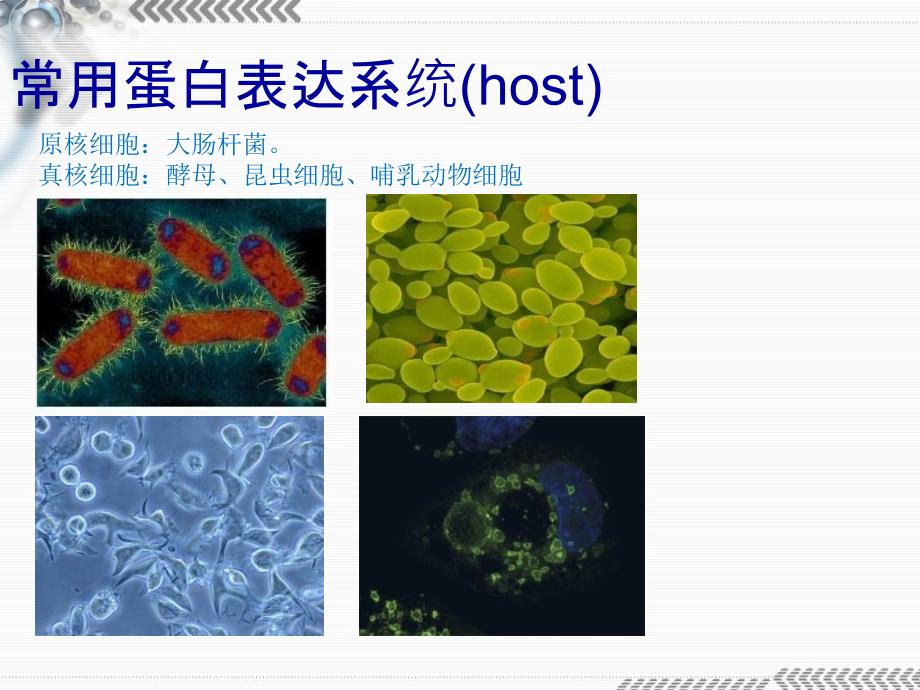 蛋白表达概述PPT课件.ppt_第2页