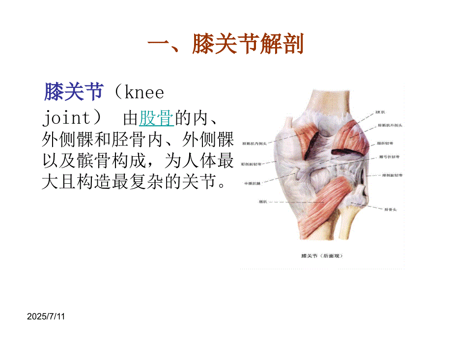 膝过伸治疗PPT课件.ppt_第3页