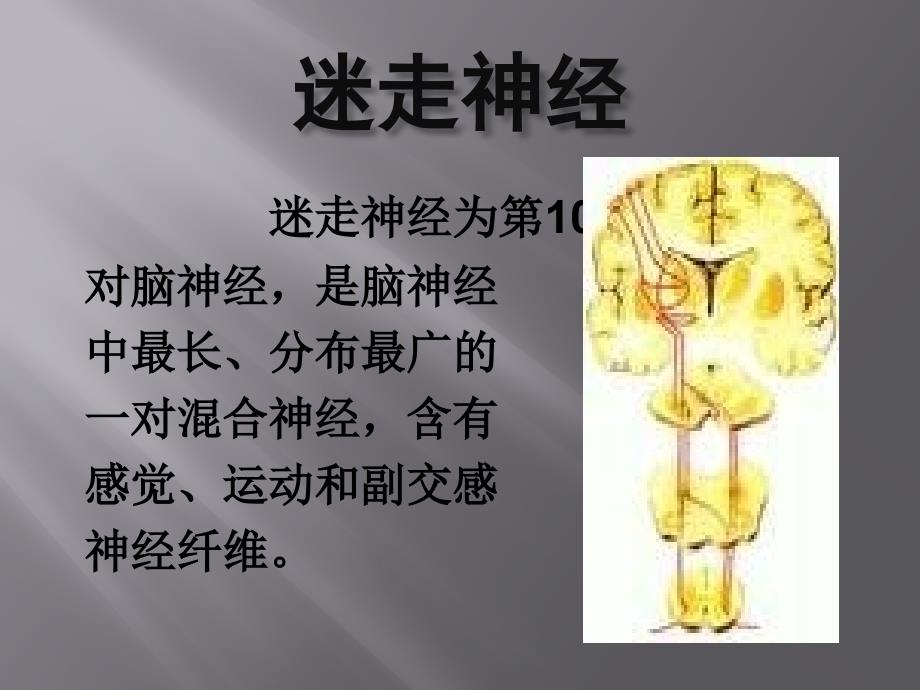 迷走神经反射的护理.ppt_第2页