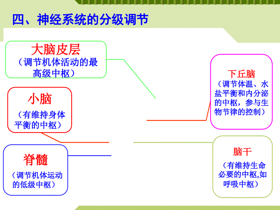 神经系统的分级调节.ppt_第2页