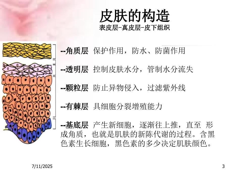 美容基础知识PPT课件.ppt_第3页