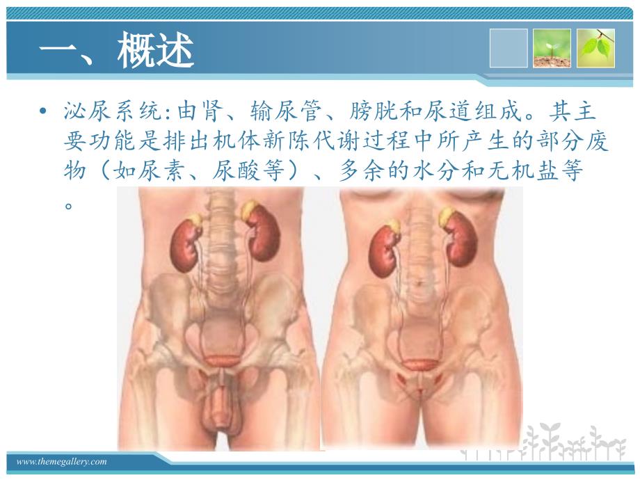 输尿管疾病的护理PPT课件.ppt_第3页