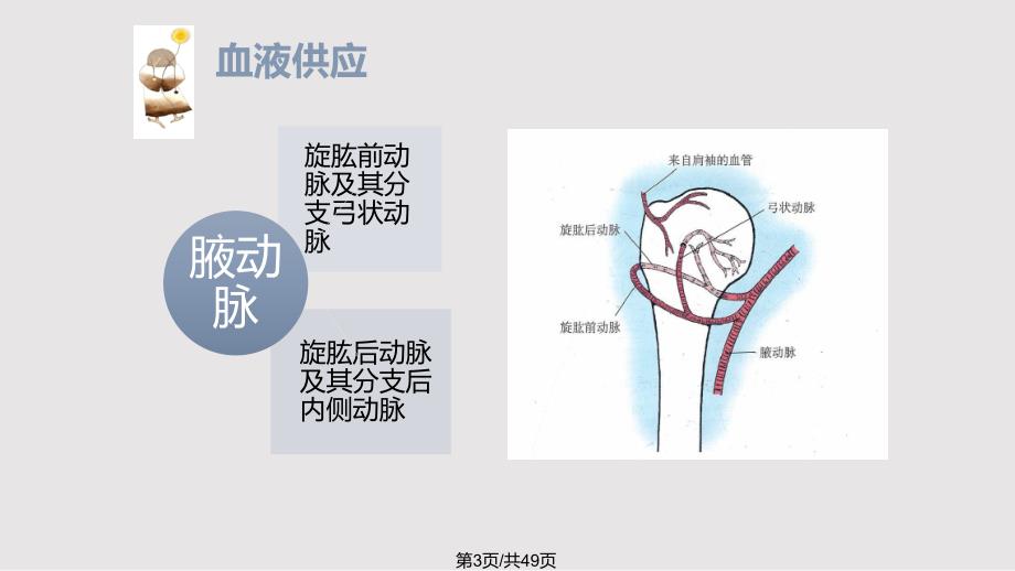 肱骨近端骨折护理查房PPT课件.pptx_第3页