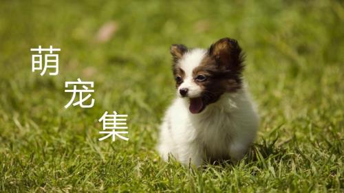 萌宠集狗狗生活相册宠物课件PPT.pptx