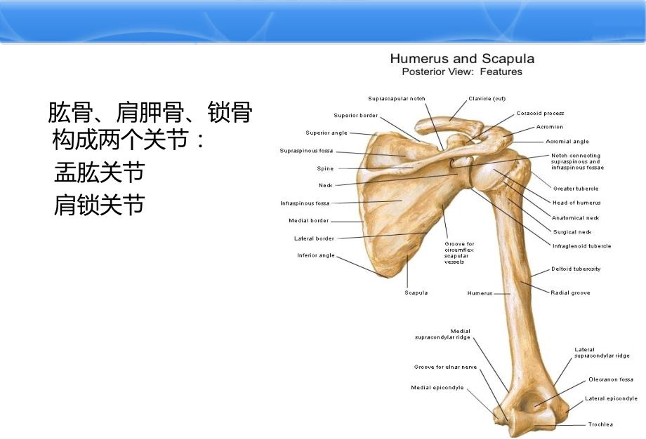 肩关节解剖PPT课件.ppt_第3页