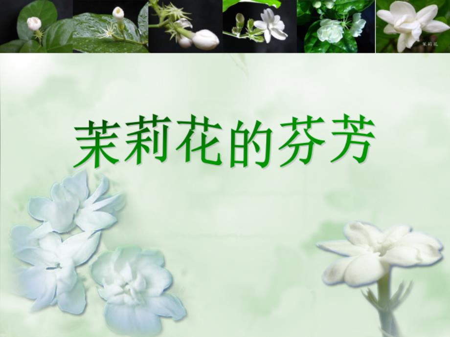 茉莉花欣赏PPT课件.ppt_第1页