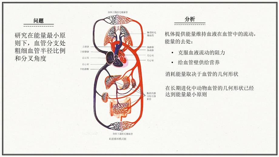 血管分支模型PPT课件.ppt_第1页