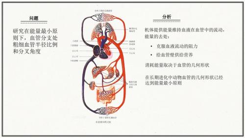 血管分支模型PPT课件.ppt