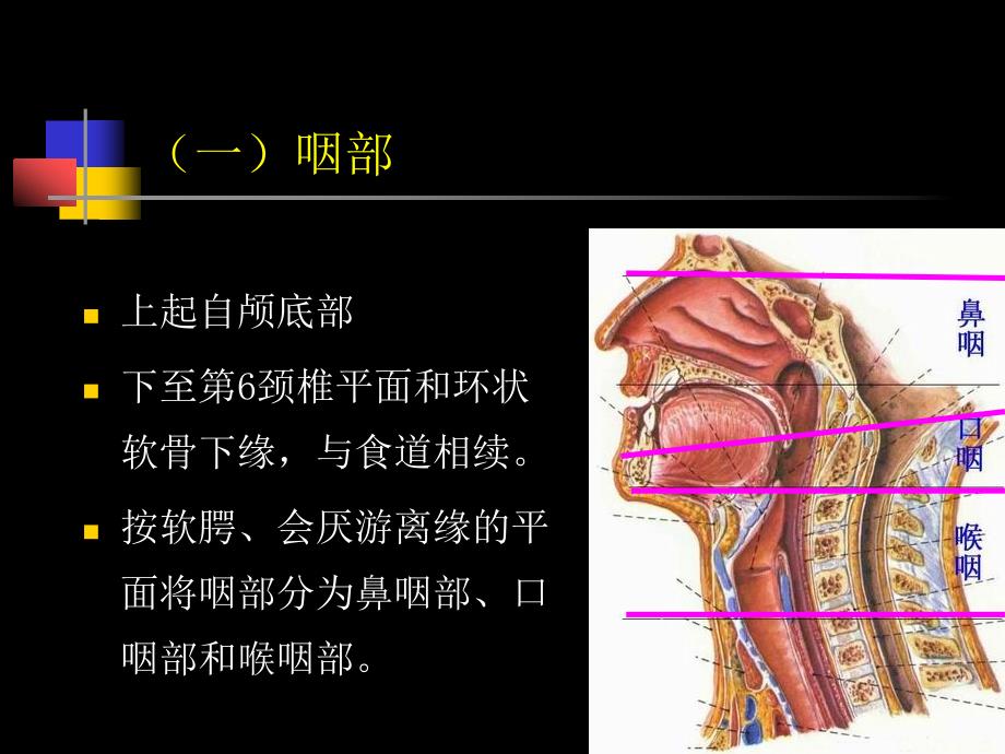鼻咽部的CT解剖课件.ppt_第2页