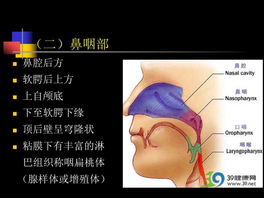 鼻咽部的CT解剖课件.ppt_第3页