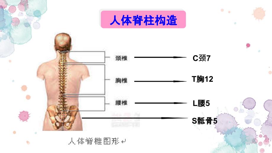 腰椎间盘突出症小讲课.ppt_第3页