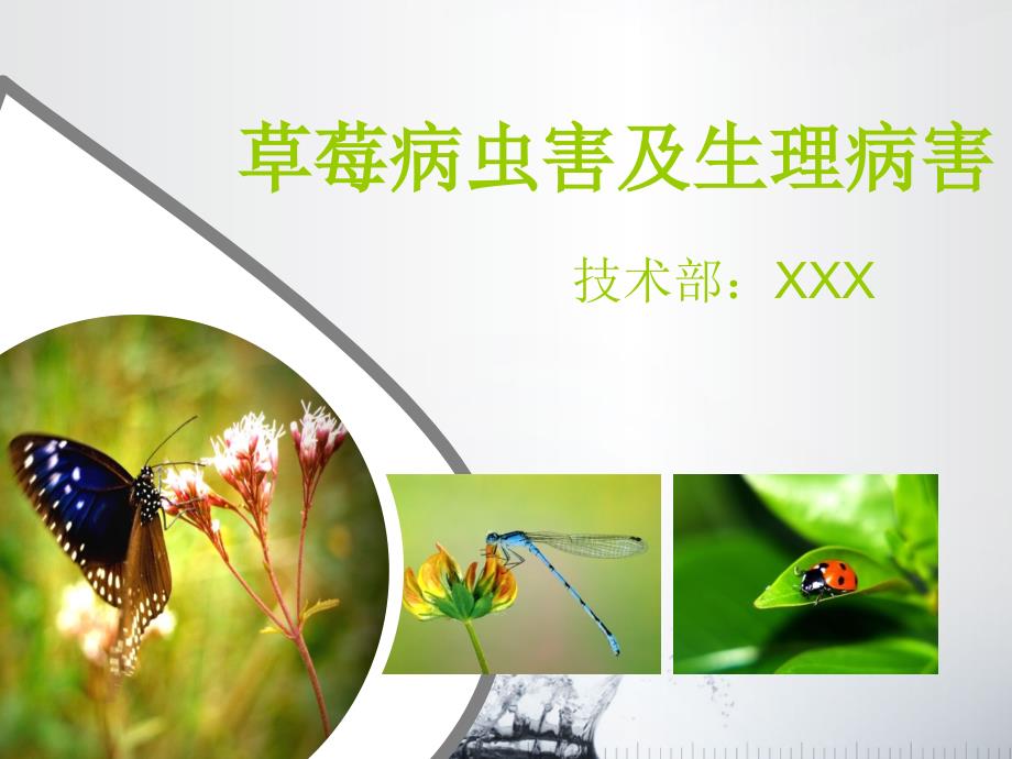 草莓病虫害及生理病害.ppt_第1页