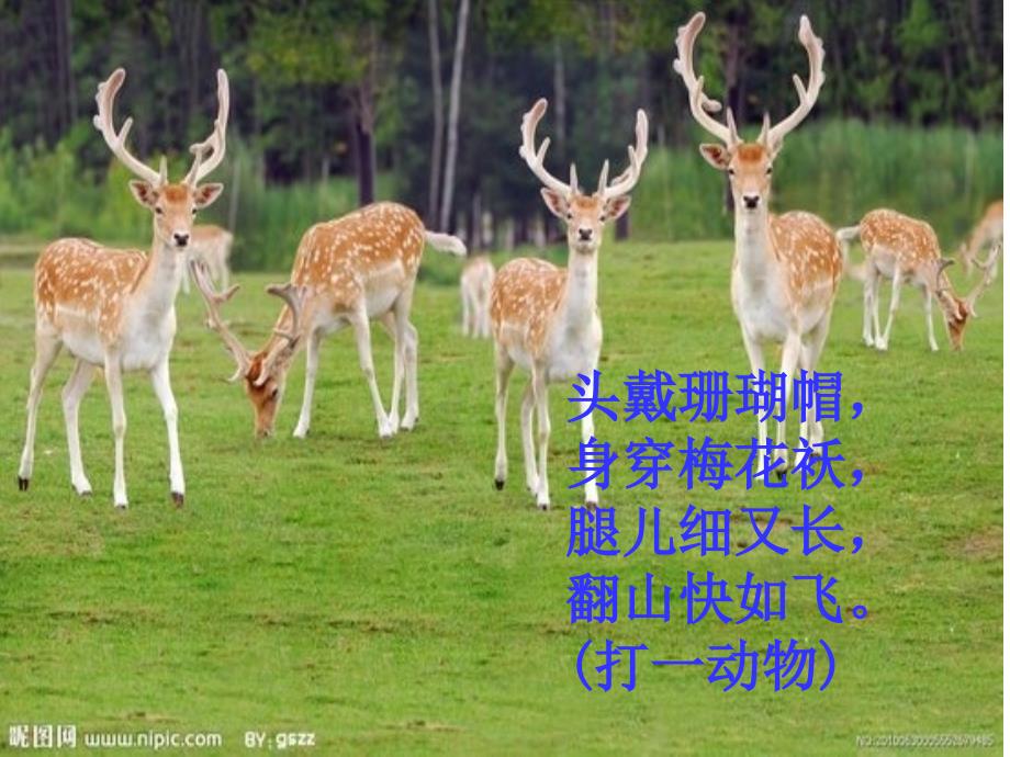 部编版三年级语文下鹿角和鹿腿.ppt_第2页
