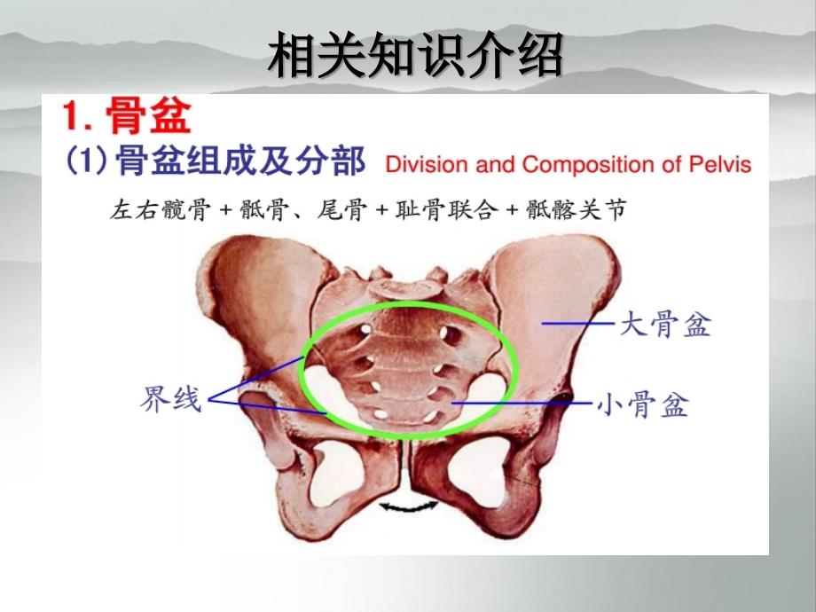 骨盆骨折病人的护理查房PPT.ppt_第3页