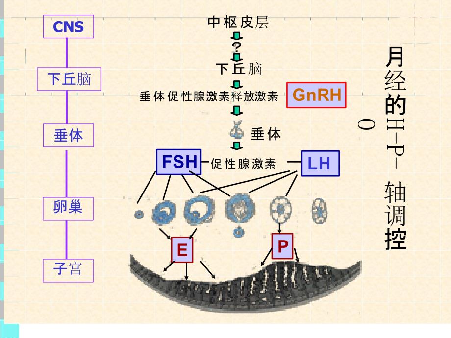 闭经的诊断和治疗PPT课件.pptx_第3页