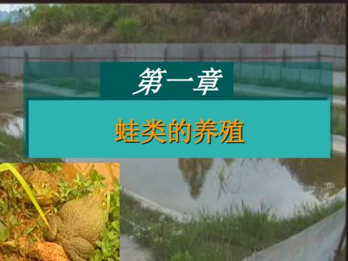 蛙类的养殖PPT课件.ppt