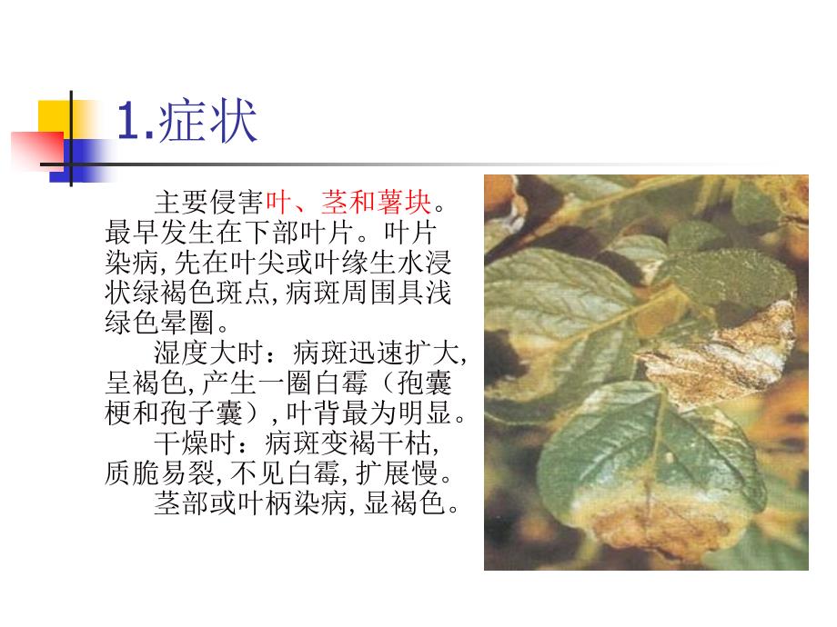 马铃薯晚疫病PPT课件.ppt_第2页