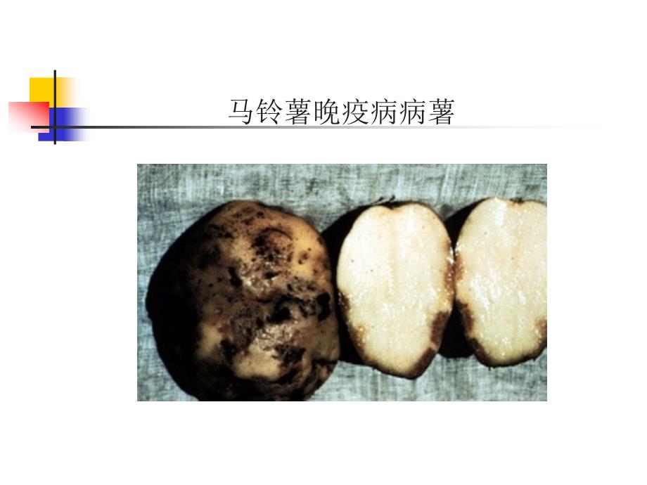马铃薯晚疫病PPT课件.ppt_第3页