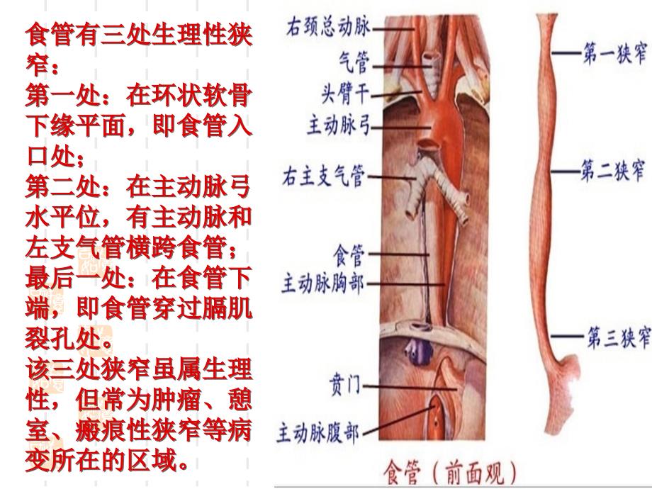 食道癌护理教学查房.ppt_第3页