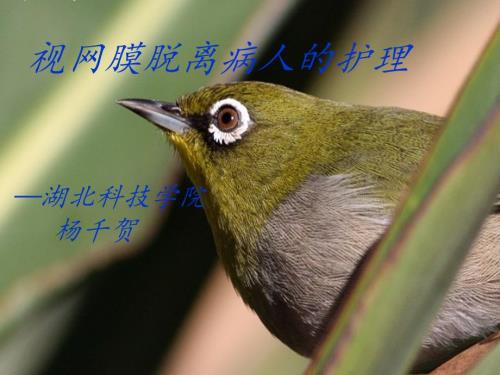 视网膜脱落小讲课.ppt
