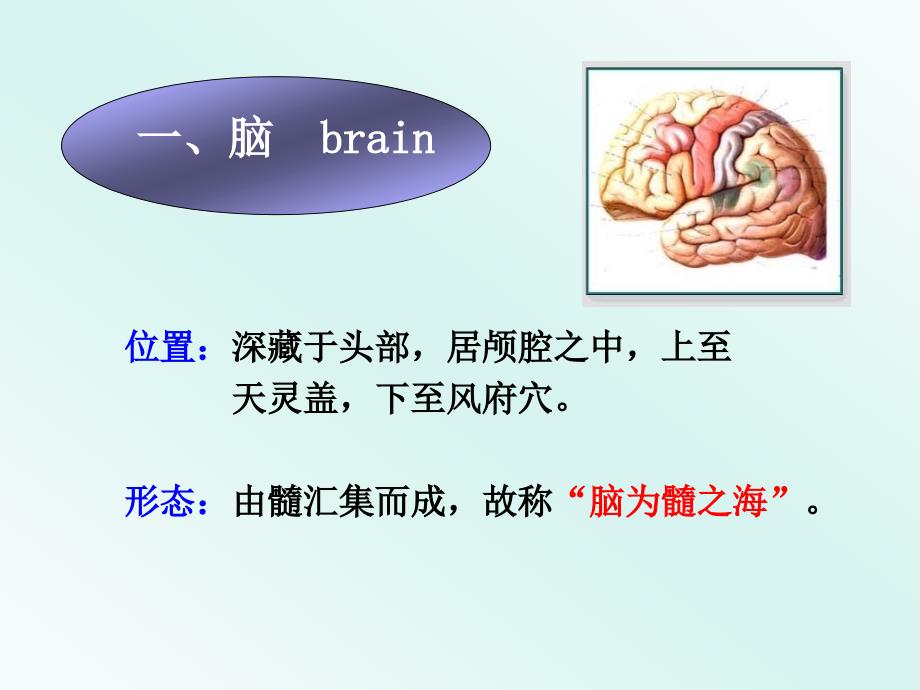 脏象奇恒之腑PPT课件.ppt_第3页