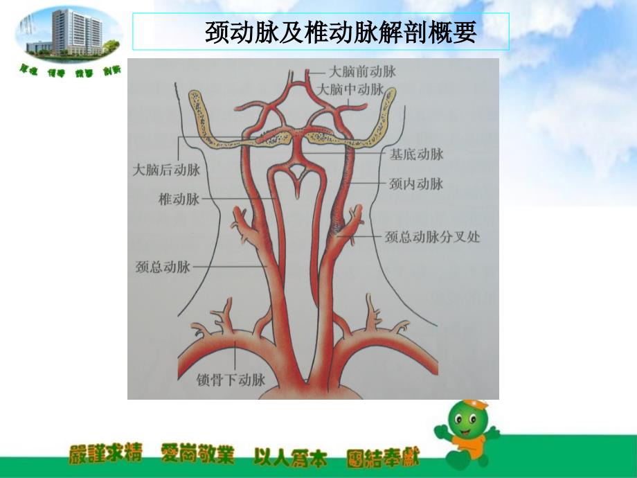 锁骨下动脉盗血课件.ppt_第2页