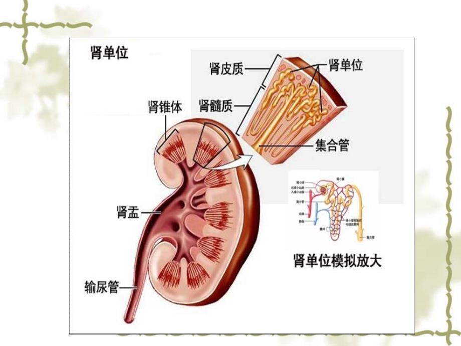 肾挫伤病人的护理查房课件.ppt_第3页