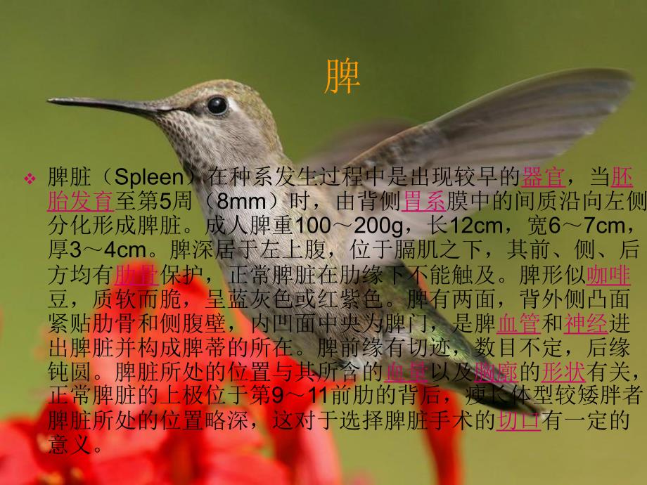 腹腔镜下脾切除术课件.ppt_第2页
