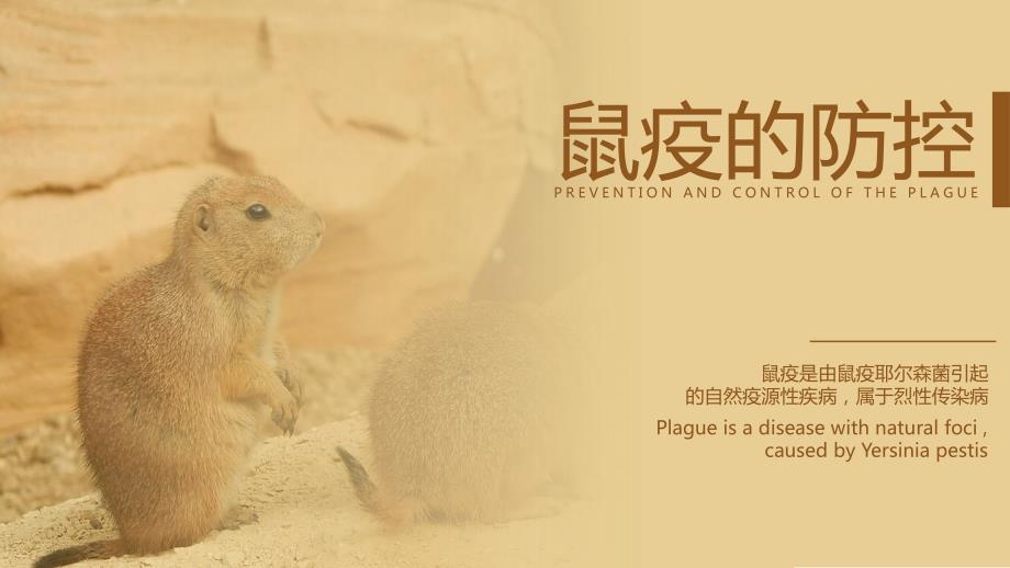 鼠疫的防控科普PPT模板.pptx_第1页