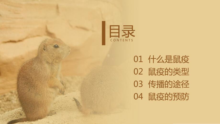 鼠疫的防控科普PPT模板.pptx_第2页