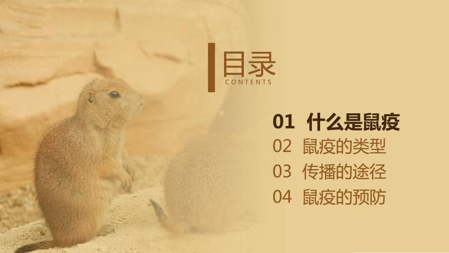 鼠疫的防控科普PPT模板.pptx_第3页