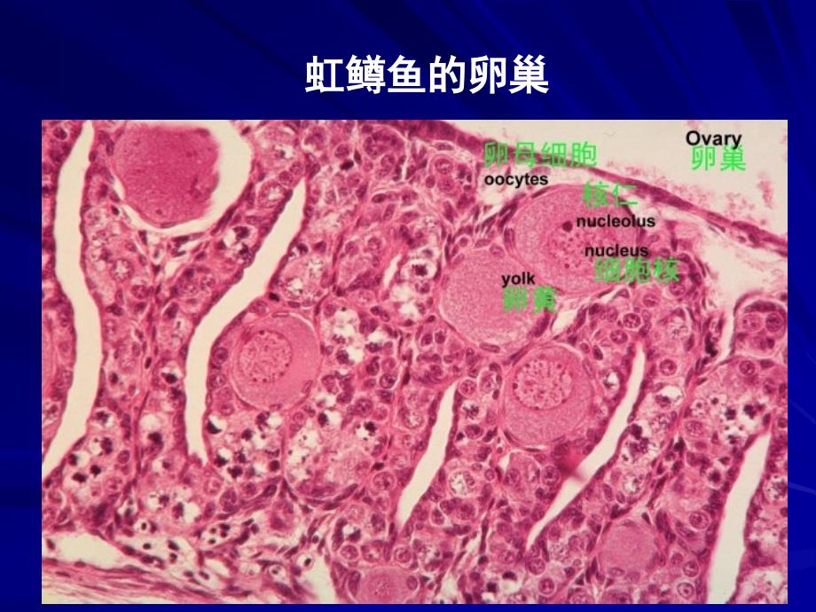 鱼类增养殖学PPT课件.ppt_第3页