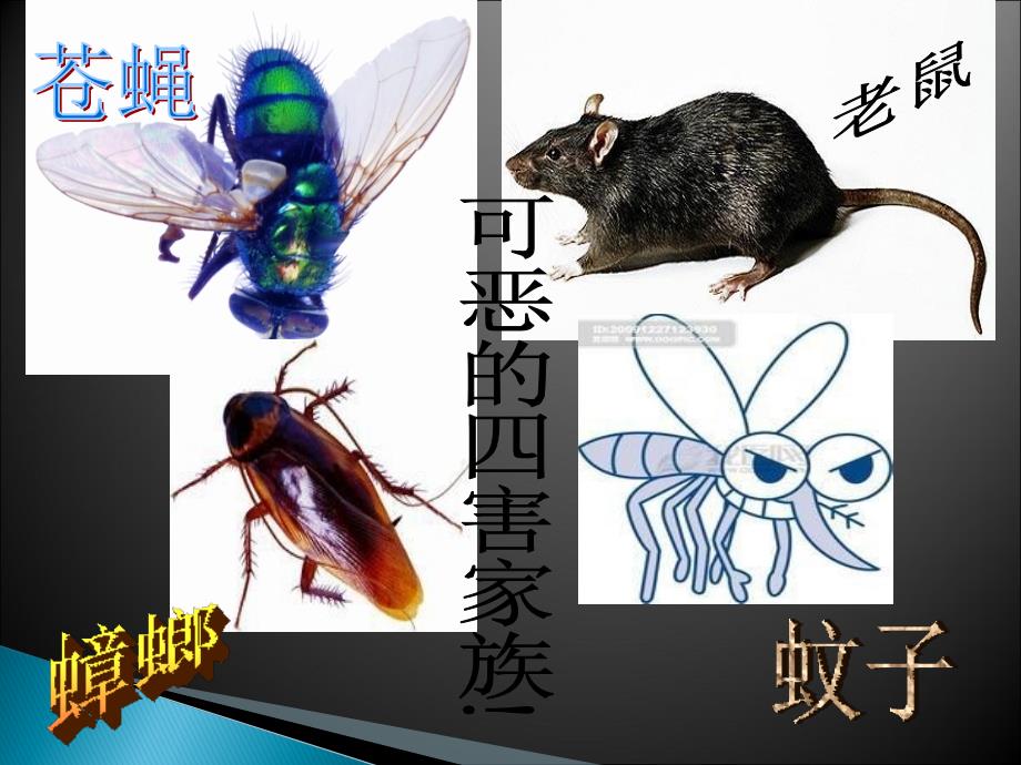 除四害讲卫生主题班会.ppt_第2页