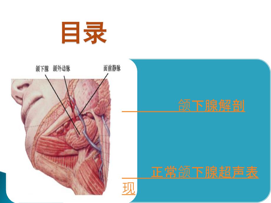 颌下腺解剖及正常超声表现.ppt_第2页