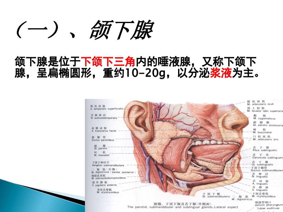 颌下腺解剖及正常超声表现.ppt_第3页