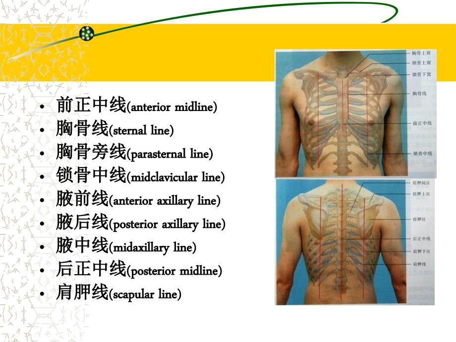胸部体格检查PPT课件.ppt_第2页