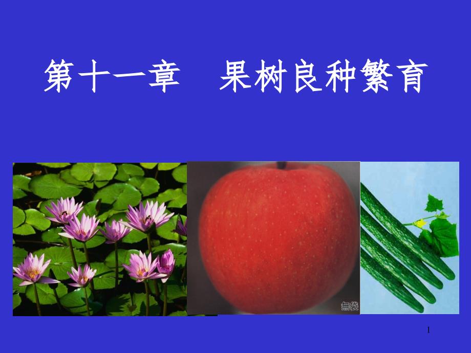 良种繁育PPT课件.ppt_第1页