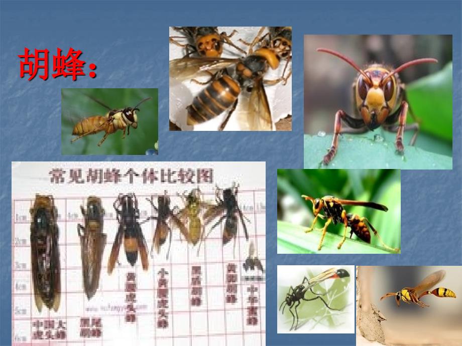 蜂蛰伤PPT课件.ppt_第3页