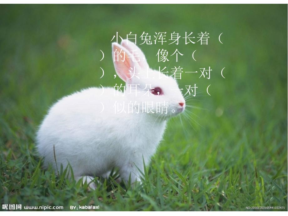 观察一种动物PPT课件.ppt_第2页