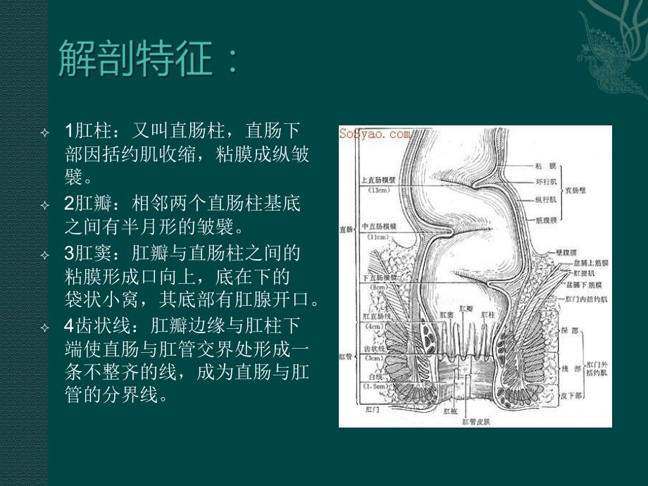 肛周疾病护理课件.pptx_第2页