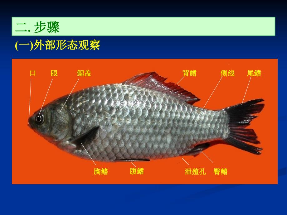 鲫鱼解剖参考.ppt_第3页