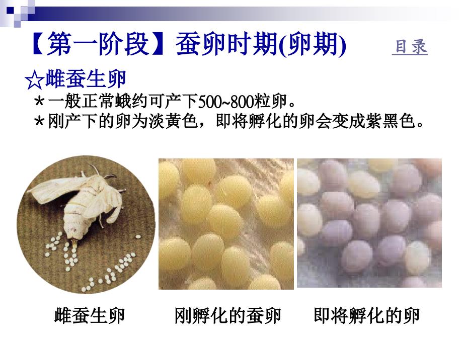 蚕的生长过程PPT课件.ppt_第3页
